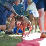 Quasi Modo, cane più brutto del mondo 2015