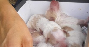I cuccioli abbandonati a Terni nel luglio scorso e salvati dalla Forestale
