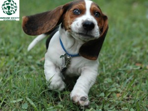 Sono i beagle i cani impiegati in questo tipo di sperimentazioni