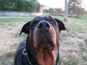 Un rottweiler in una foto d'archivio