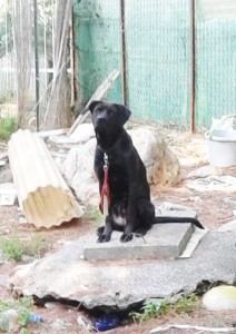 Il cane protagonista della vicenda