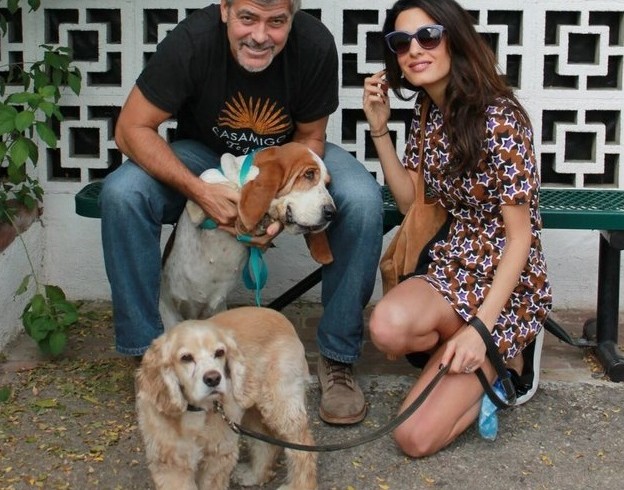 Benvenuti in casa Clooney: adottato il terrier Nate