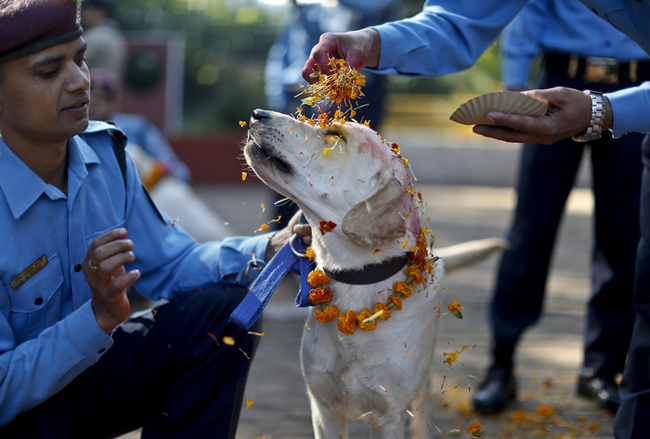 In Nepal il festival che onora e ringrazia il cane