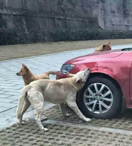 L’automobilista prende a calci un randagio, lui torna con altri cani e gli rosicchiano l’auto