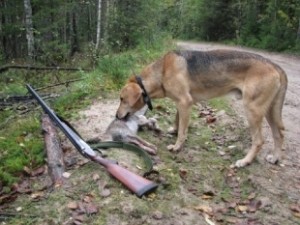 Il cane è saltato per caso con una zampetta sul grilletto