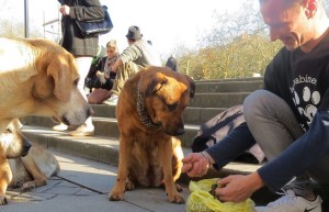 Christophe distribuisce crocchette ad alcuni cani di strada