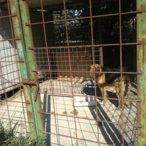 Cane salvato da un box fatiscente, denunciato il proprietario