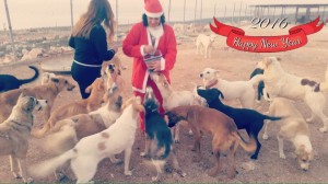 Gli auguri di buon 2016 dai cani del rifugio di Naqoura