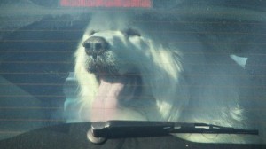 Non si lascia il cane chiuso in auto