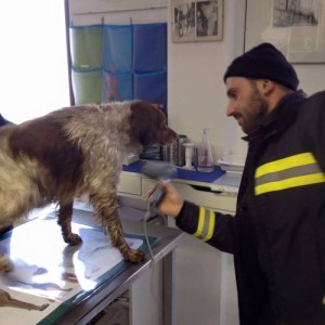 Il cane appena salvato dal laghetto di Sedriano mentre i pompieri lo asciugano col phon