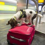 Ruby in azione sul nastro bagagli