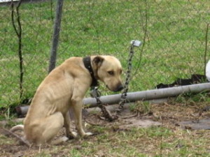 petizione cane catena