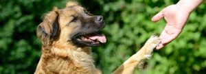 Avere un cane è anche un atto di responsabilità