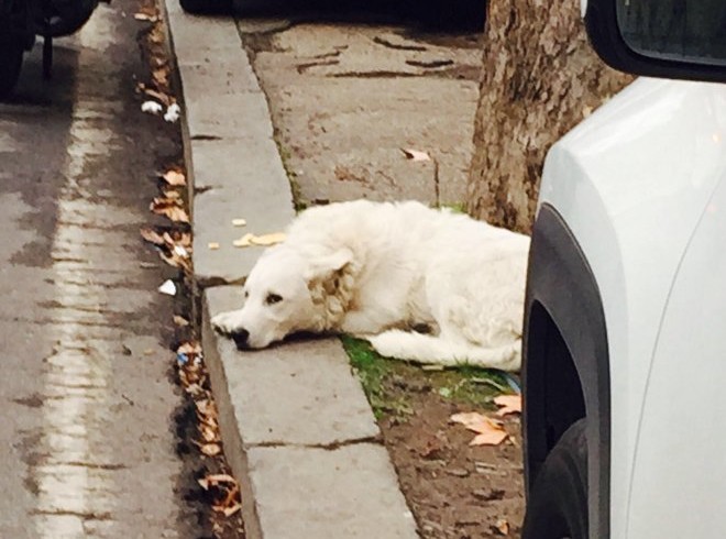 Abbandonano il cane spingendolo giù dall’autobus: è successo a Roma