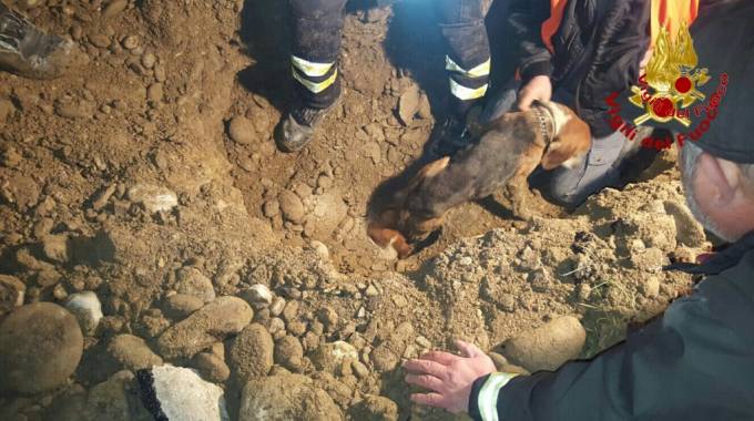 Si incastrano in un tubo inseguendo il gatto: due beagle recuperati dai vigili del fuoco