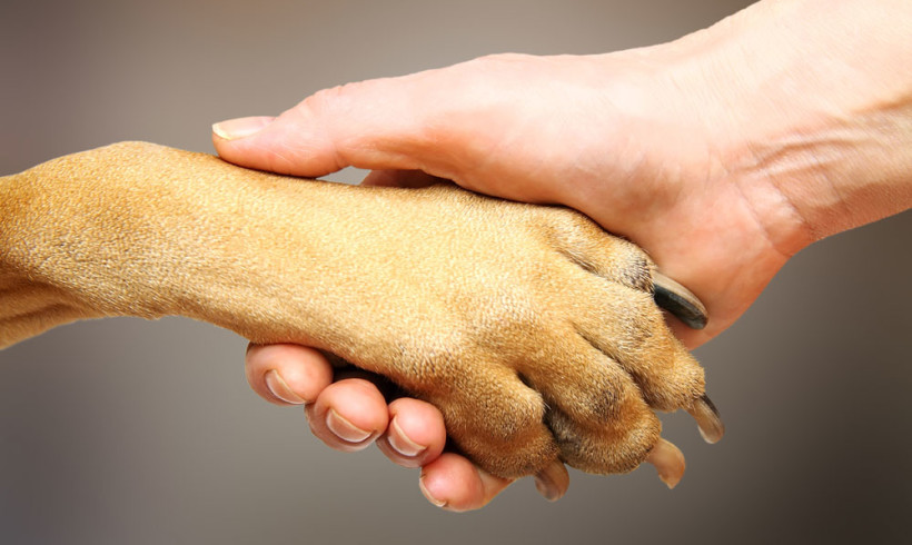 I mestieri del cane: l’educatore cinofilo spiegato da Apnec