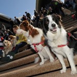 Pubblico attento al concerto per cani del 2010 a Sidney