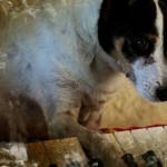 Lolabelle in un frame del lungometraggio Heart of a Dog