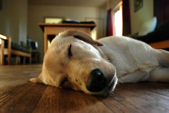 Perché i cani a volte “corrono” mentre dormono?