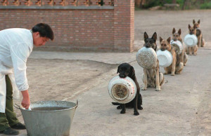 cani-poliziotto-in-fila-per-cibo-ciotole-cina-1-700x453