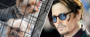 Jhonny Depp e i due 'corpi del reato', i cagnolini Boo e Pistol 