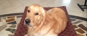 Il Golden retriever di Salvatore Girone, Argo. Dovrebbe rientrare in Italia nel giro di una settimana