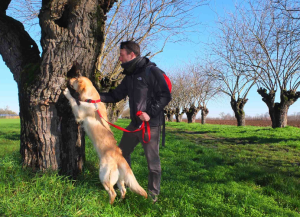 Il cane Teseo durante una sessione di addestramento