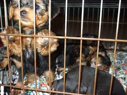 Misure urgenti per rafforzare il contrasto al traffico di cuccioli dall’Est: in parlamento arriva l’interrogazione