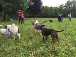 Momenti di socializzazione al Dogs'City Park