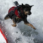 surf-dogs-wipeout-_2356042k