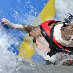 surf-dogs-wipeout-_2356044k