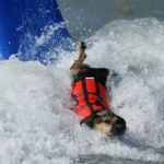 surf-dogs-wipeout-_2356045k