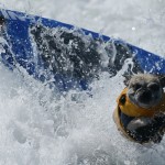 surf-dogs-wipeout_2356043k