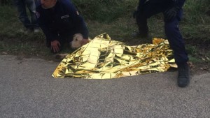 Il cane appena soccorso dall'OIPA con la coperta termica