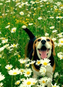 Un beagle come il protagonista di questa storia