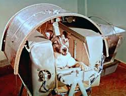 Il 3 novembre del 1957 la cagnolina Laika moriva sullo Sputnik