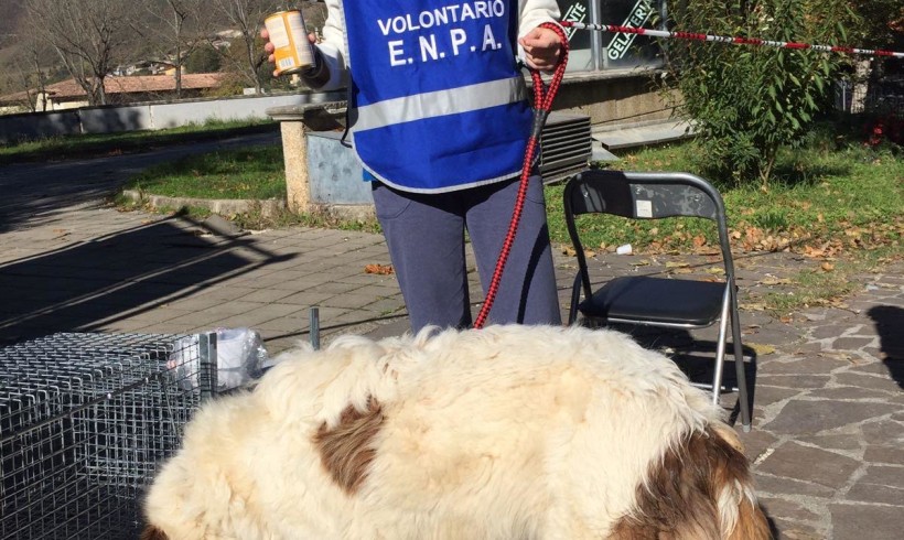 Terremoto, attivo a Norcia il punto veterinario avanzato di Enpa. Nuovo appello alle strutture di accoglienza: “Accettate i pet”