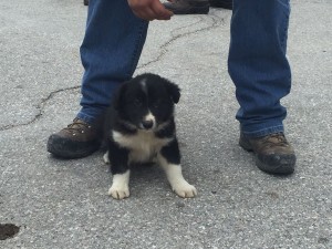 cucciolo adottato da vigili del fuoco