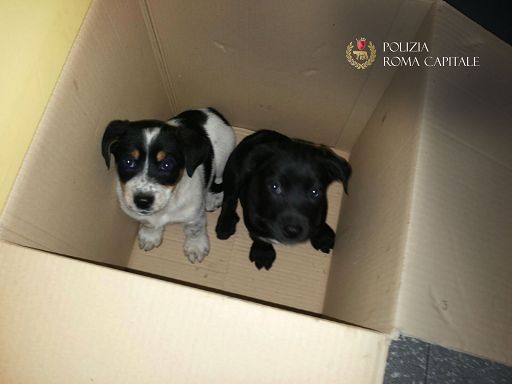 Cuccioli in vendita dentro uno scatolone: sequestro a Porta Portese Est