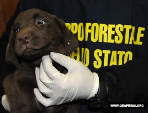 Cucciolo-sequestrato-Udine