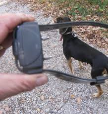 Collare elettrico per addestrare il cucciolo, scatta la denuncia