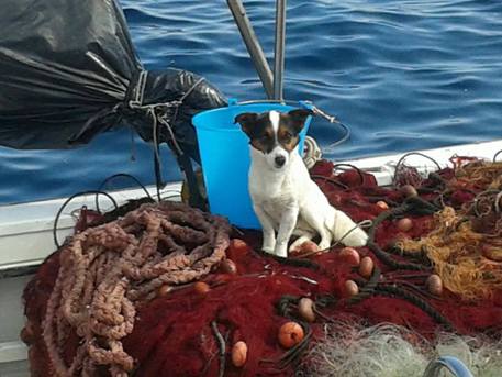 Abbandonato, il cane si getta in mare e viene salvato da pescatori