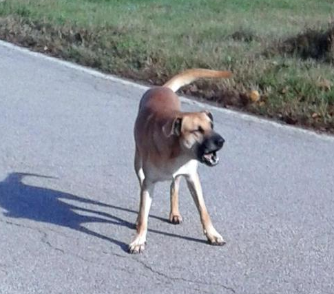 Asti, il terrore delle quattro ruote è un quattro zampe. E ora sul ‘vandalo’ con la coda pende l’obbligo di dimora