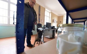 les-chiens-executent-chacun-quinze-passages-par-jour-dans-la-salle-dexamen-ou-les-attendent-quatre-trompettes-a-larriere-desquelles-sont-visses-des-bocaux-contenant