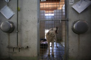 Foto Vincenzo Livieri - LaPresse  25-01-2016 - Roma - Italia  Cronaca Conferenza stampa al Canile della Muratella Photo Vincenzo Livieri - LaPresse  25-01-2016 - Rome -  Italy  Press conference at the Muratella municipal dog pound