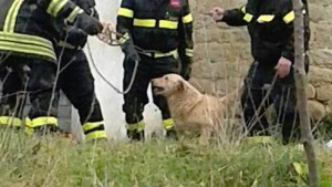 Il cane salvato dai vigili del fuoco