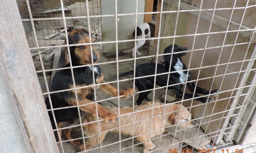 Canile lager per otto cani: nel Trevigiano Oipa li libera dal loro aguzzino