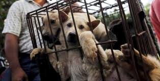 Operazione Yulin, dalla Sardegna il via alla campagna contro il festival cinese della carne di cane. Lo scorso anno salvati in 400