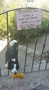 Il cane invita tutti i passanti a giocare con lui, ma occhio ai cactus