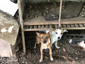 Due delle cagnoline sequestrate. Foto: Oipa